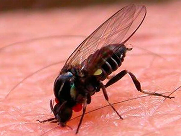 Alerta por la presencia de la mosca negra: el riesgo de las picaduras