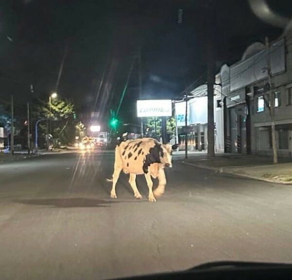 Aquella solitaria vaca caminó por Avenida La Plata y Laprida en Quilmes Oeste