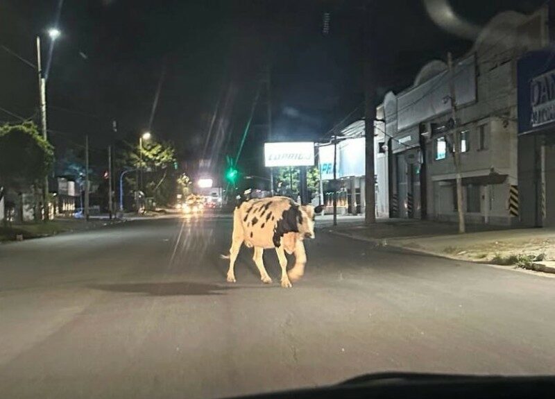 Aquella solitaria vaca caminó por Avenida La Plata y Laprida en Quilmes Oeste
