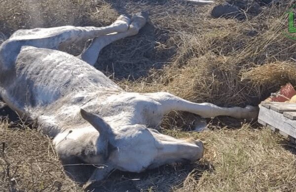 Crueldad animal en La Plata: rescataron a “Durazno”, un caballo herido de bala y con la columna fracturada