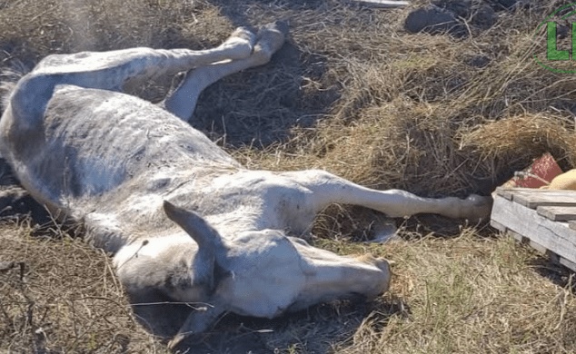 Crueldad animal en La Plata: rescataron a “Durazno”, un caballo herido de bala y con la columna fracturada