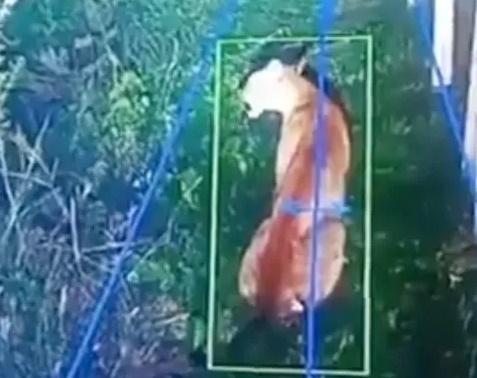 Alerta en un country de Hudson por un puma suelto: montaron un operativo para capturarlo