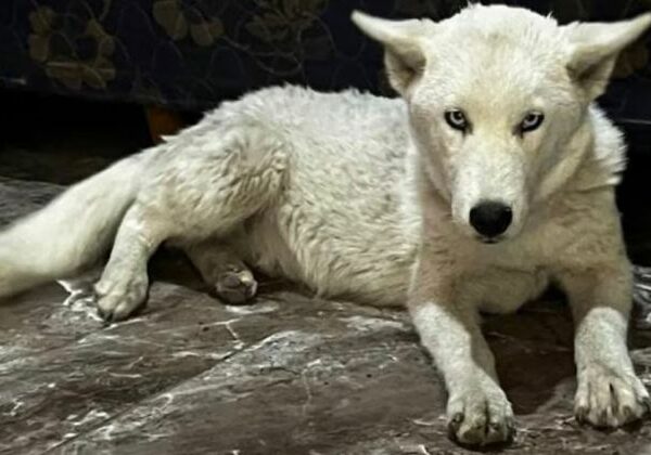 Florencio Varela: detienen a una mujer por droga y encuentran un lobo blanco en su casa