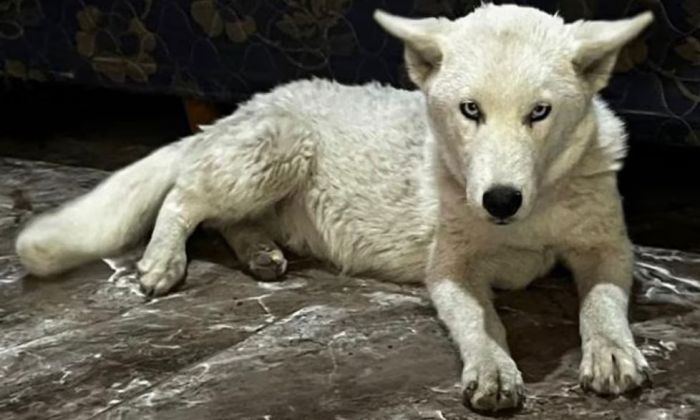Florencio Varela: detienen a una mujer por droga y encuentran un lobo blanco en su casa