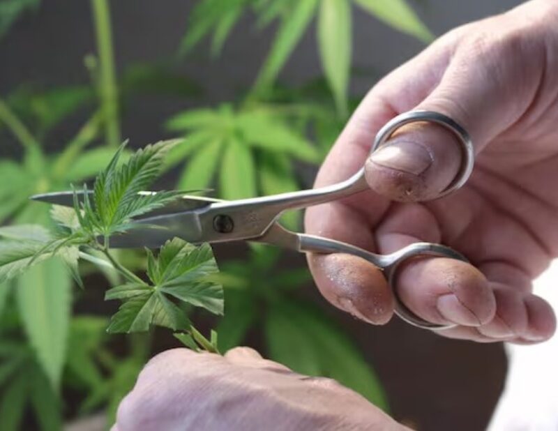 Provincia creó un Consejo Consultivo para avanzar en políticas sobre el cannabis medicinal