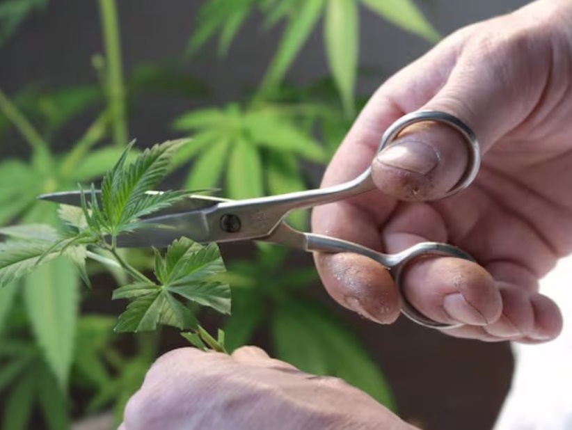 Provincia creó un Consejo Consultivo para avanzar en políticas sobre el cannabis medicinal