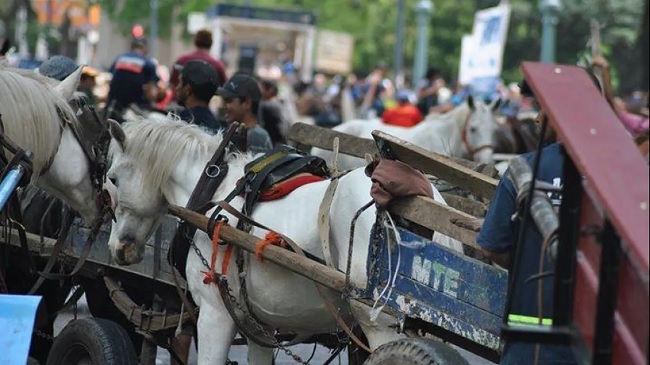 Carreros reclaman la devolución de un caballo secuestrado por la justicia