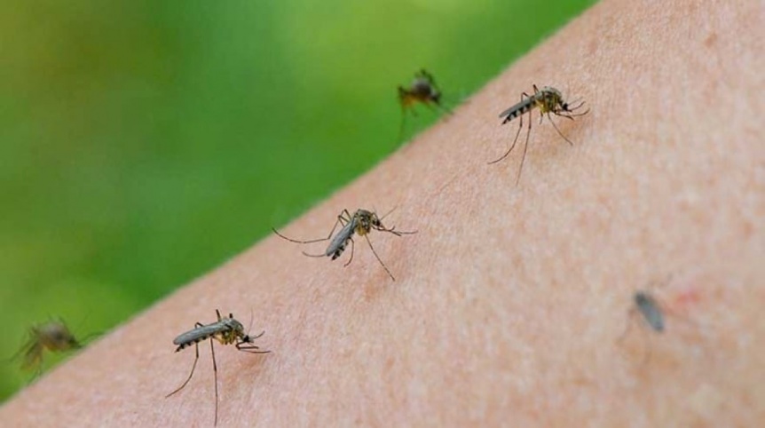 Gobierno bonaerense alerta sobre presencia de mosquitos y recomienda prevenir picaduras