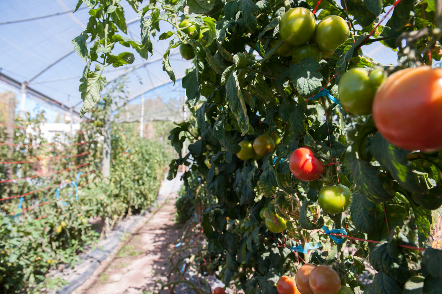 Cuatro detenidos por robar 20 kilos de tomates en la zona de quintas en Hudson