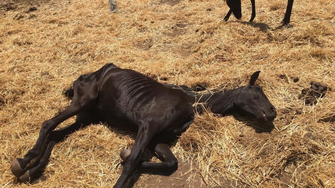 Presentaron un proyecto de ley que aumenta las penas por maltrato animal