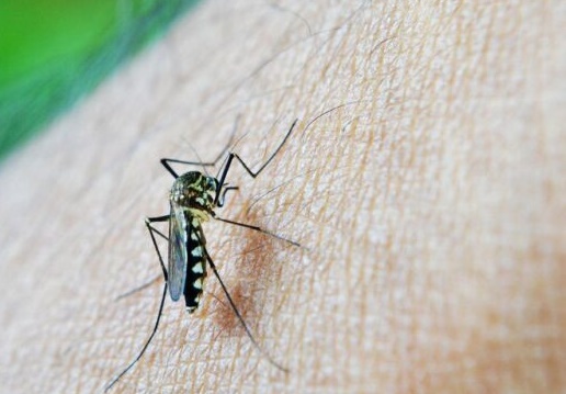 Kreplak pidió “extremar las medidas de prevención” por las enfermedades transmitidas por mosquitos