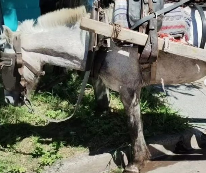 La Policía y Caballos de Quilmes secuestraron un equino que era maltratado