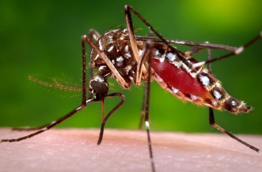 Récord de dengue: Cerca de 200 muertos y más de 160 mil contagios en el año