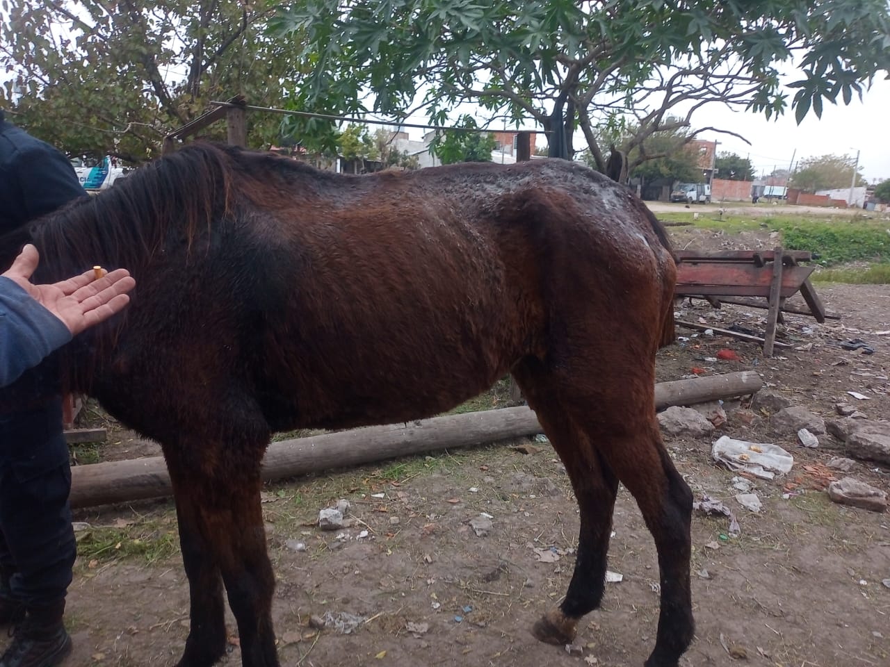 Rescataron a una yegua adulta de 20 años que era maltratada en Florencio Varela