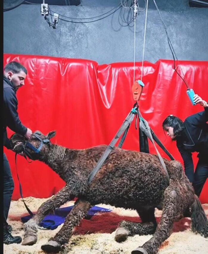 Gracias al monitoreo de un drone lograron rescatar a un caballo que agonizaba en Bernal Oeste; aunque finalmente por las heridas murió