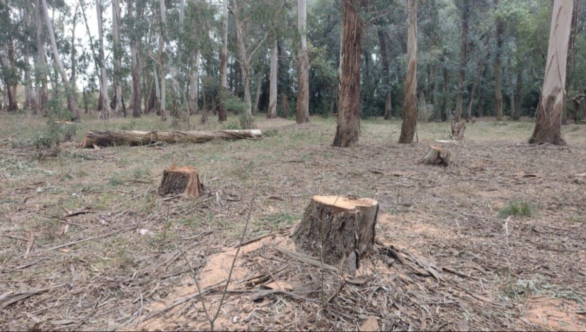 Ambientalistas exigen la protección de la fauna de la Reserva Parque Pereyra Iraola