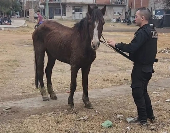 Rescataron a una yegua con signos de abandono y maltrato en Bernal Oeste