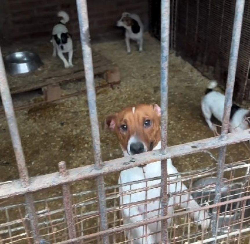 Rescataron a 66 perros con problemas de salud de un criadero ilegal en Berazategui