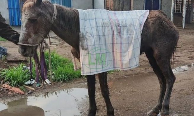 Tristeza por el deceso de una yegua que había sido rescatada del maltrato animal en Varela