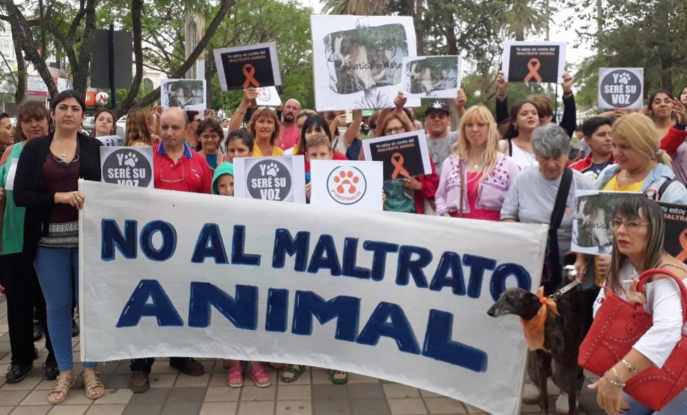 Provincia: media sanción al Proyecto de Ley que repudia el maltrato animal