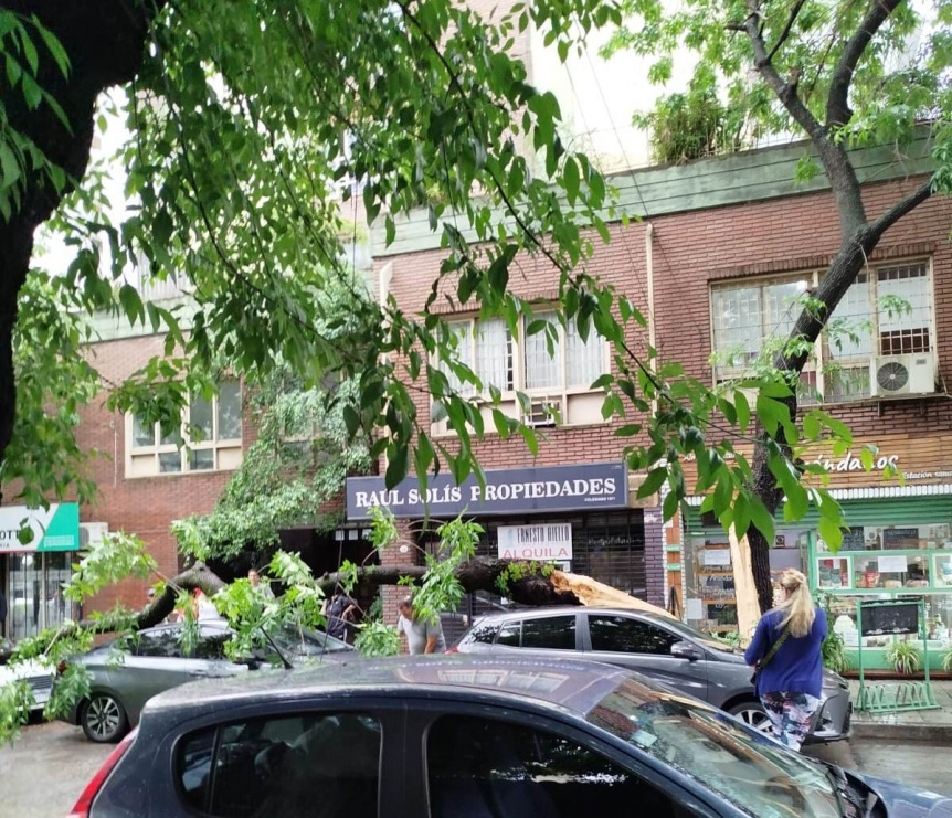 Añoso árbol cayó sobre dos autos en Quilmes Centro