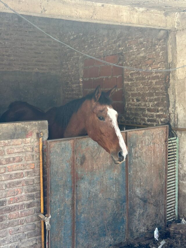 Desmantelan faena clandestina de animales en Berazategui: allanamiento y ocho detenidos