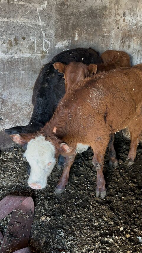 Quedaron detenidos y procesaron por “asociación ilícita” a los imputados por faenar animales a cielo abierto en una vivienda de Berazategui