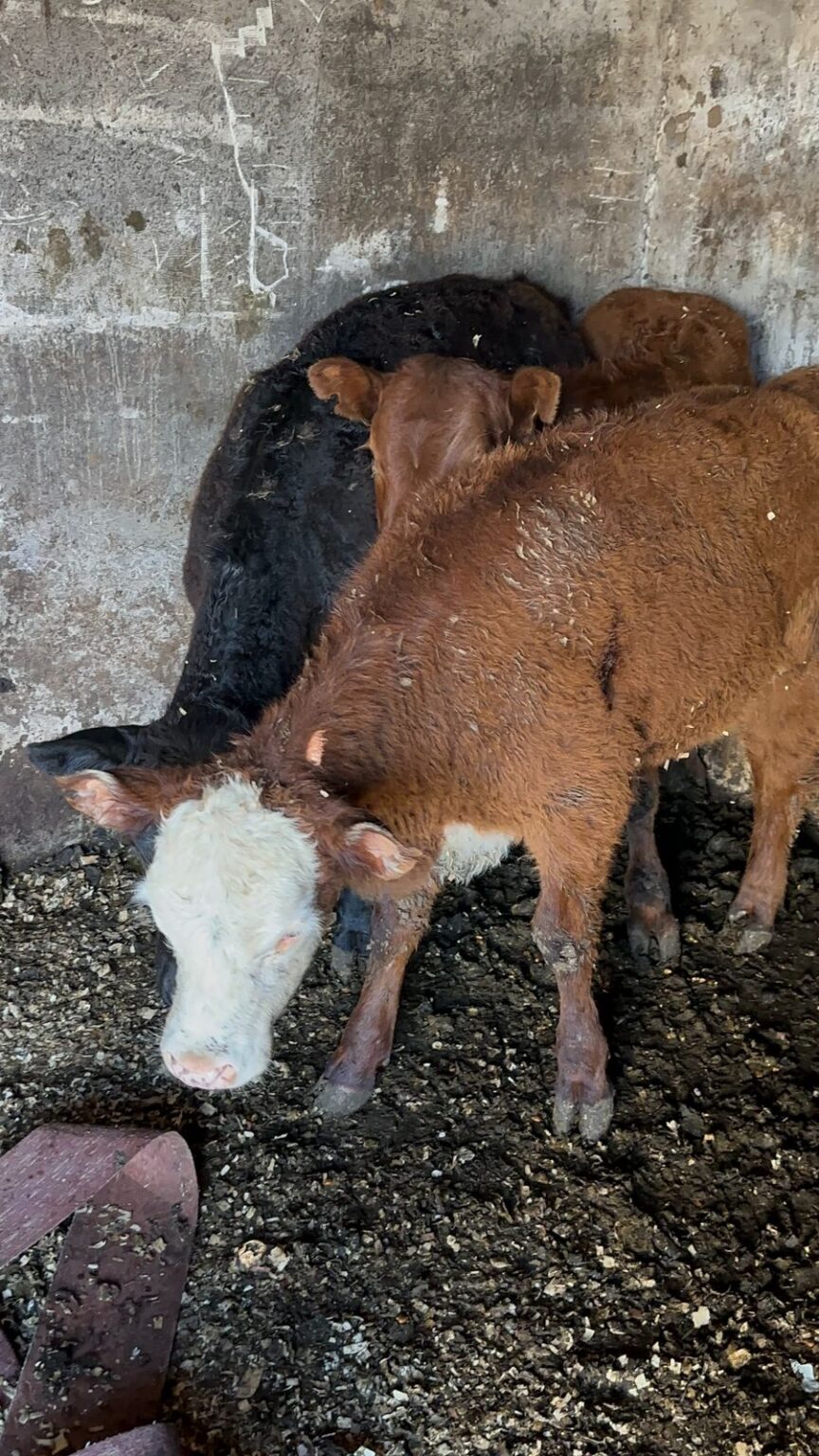 Quedaron detenidos y procesaron por “asociación ilícita” a los imputados por faenar animales a cielo abierto en una vivienda de Berazategui