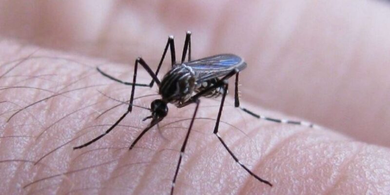 Dengue en la Provincia: aumentaron levemente los casos pero avanzó la vacunación