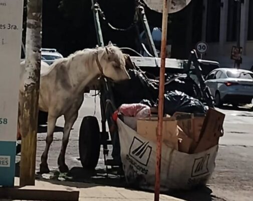 Rescatan a caballo que era víctima de maltrato animal y era obligado a cargar electrodomésticos en Quilmes Oeste