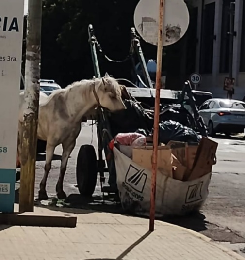 Rescatan a caballo que era víctima de maltrato animal y era obligado a cargar electrodomésticos en Quilmes Oeste