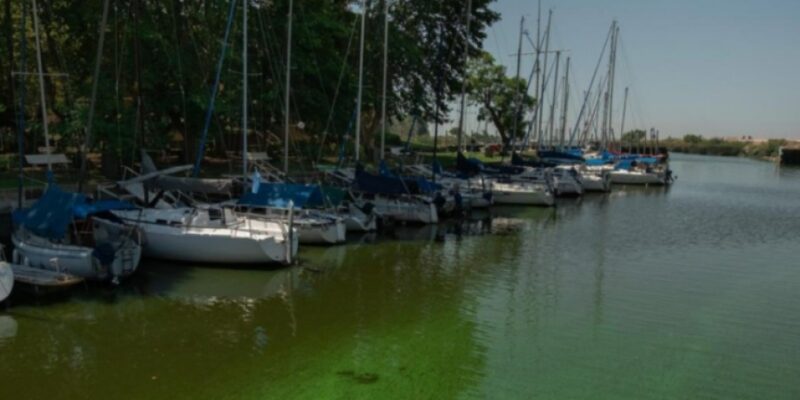 Alerta por las cianobacterias en la zona ribereña de Quilmes