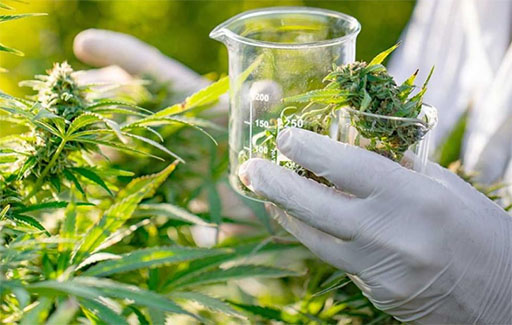 Diplomatura en Cannabis Medicinal y Derechos Humanos en la UTN de Avellaneda