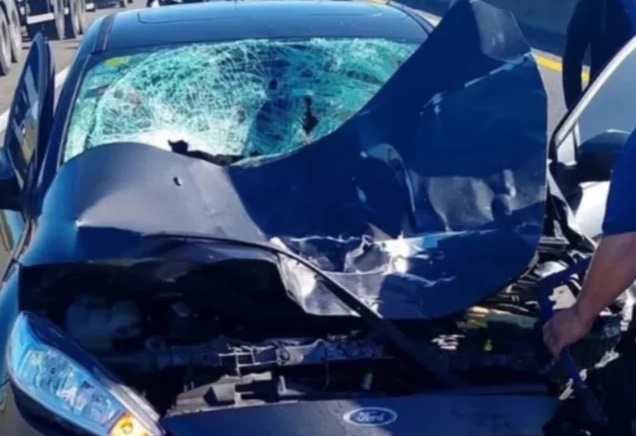 Impactante choque en la Autopista La Plata–Buenos Aires: un auto atropelló y mató a un caballo