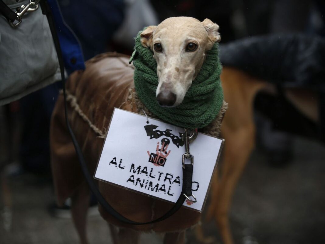 La Cámara de Diputados avanza con una nueva ley de protección animal