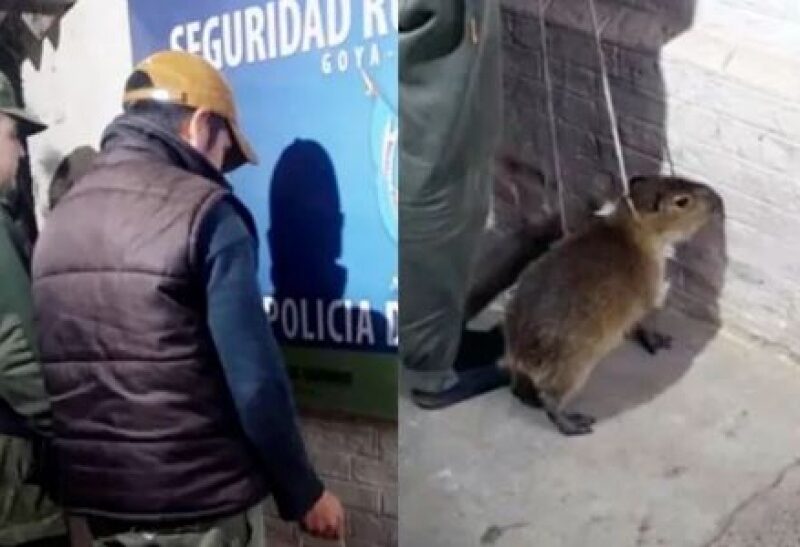 Detienen a un hombre que quiso vender un carpincho bebé en redes sociales
