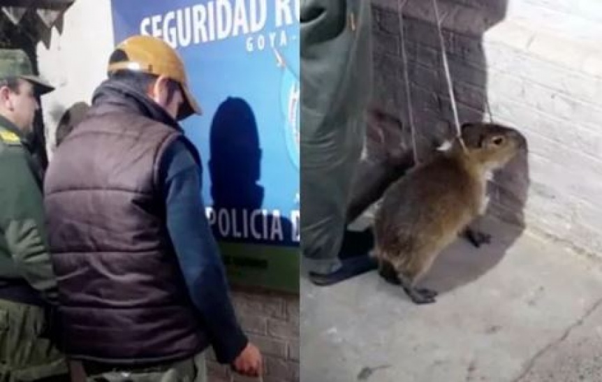 Detienen a un hombre que quiso vender un carpincho bebé en redes sociales