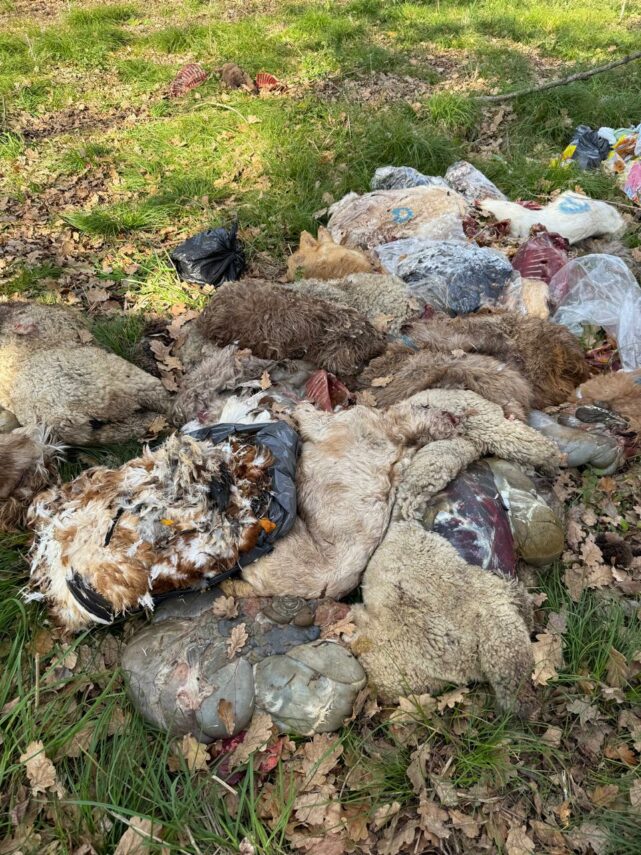 Arrojaron restos de animales y denuncian que fueron víctimas de rituales en el Parque Pereyra de Berazategui