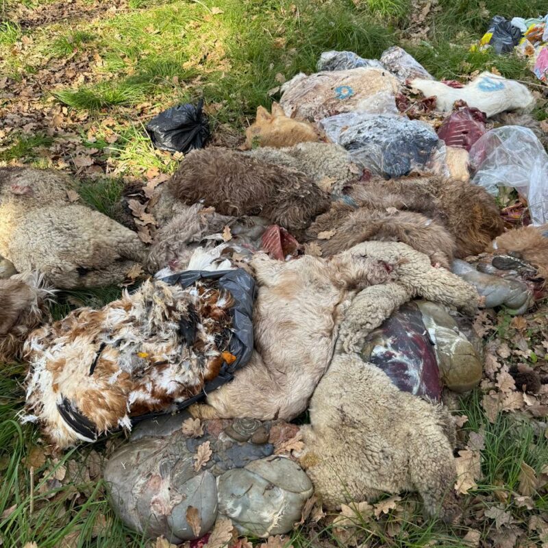 Arrojaron restos de animales y denuncian que fueron víctimas de rituales en el Parque Pereyra de Berazategui