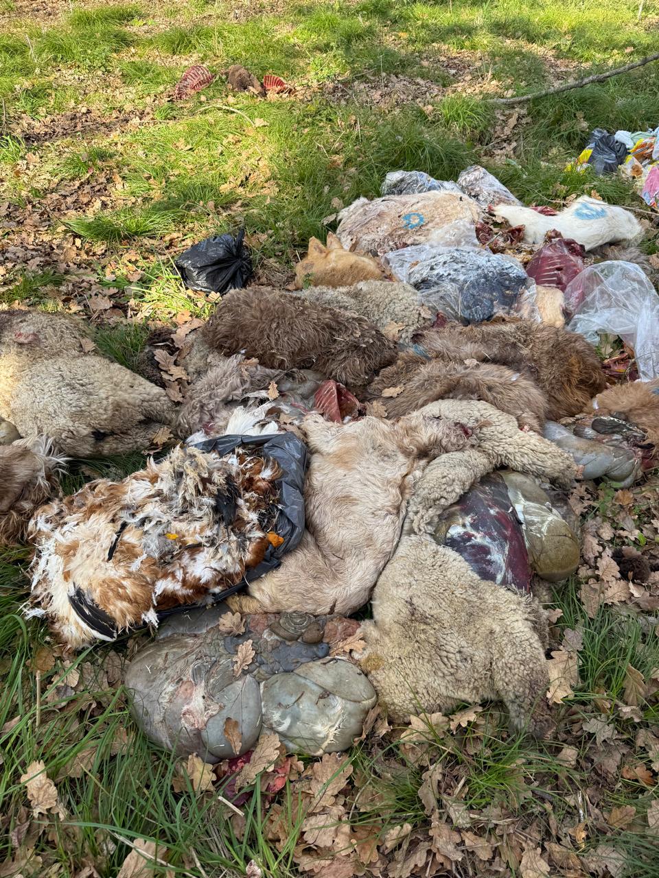 Arrojaron restos de animales y denuncian que fueron víctimas de rituales en el Parque Pereyra de Berazategui