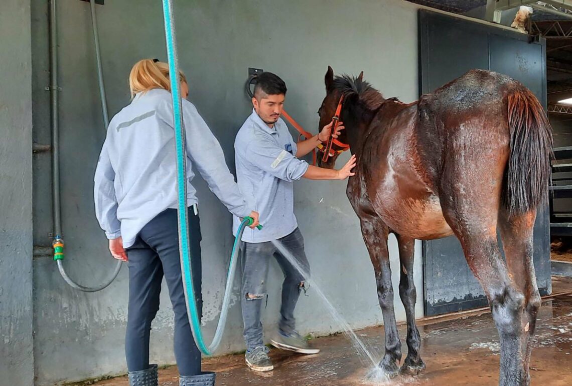 “Caballos de Quilmes” pide ayuda para salvar su hospital