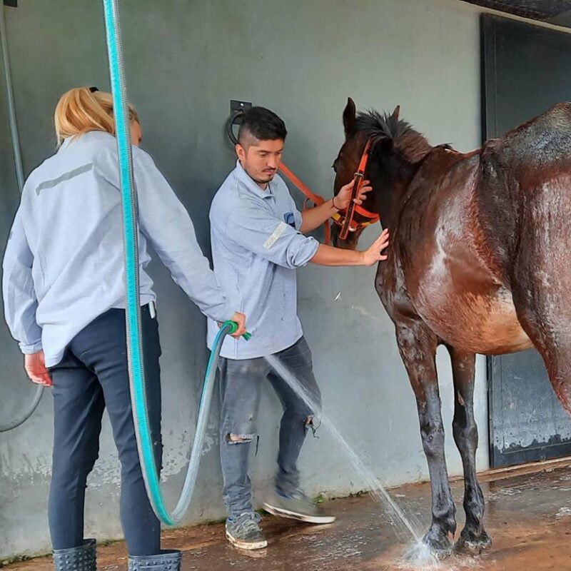 “Caballos de Quilmes” pide ayuda para salvar su hospital