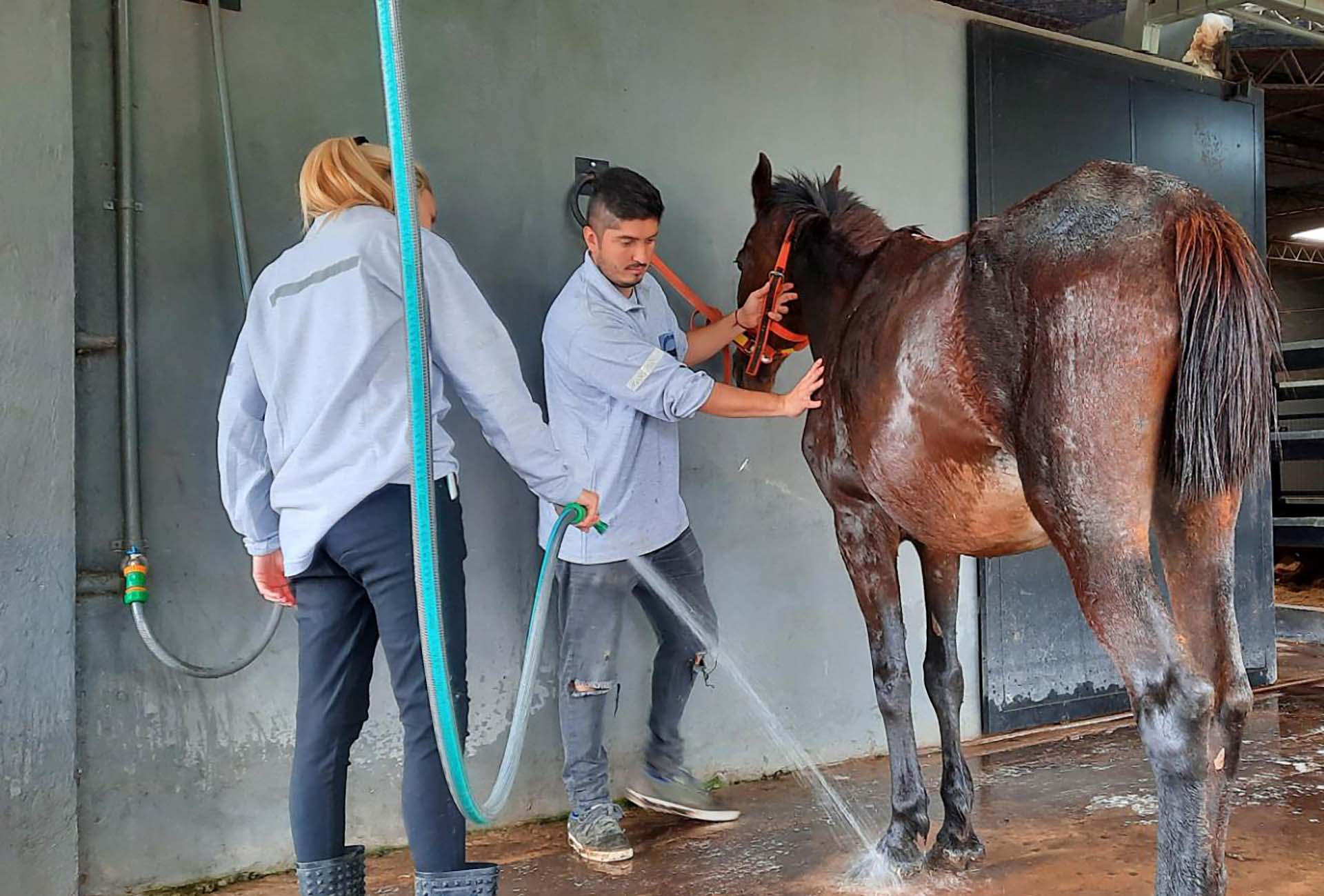 “Caballos de Quilmes” pide ayuda para salvar su hospital