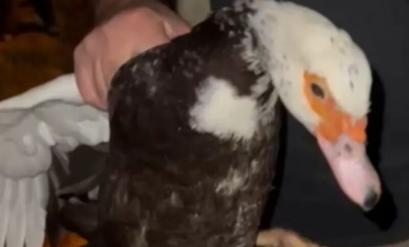 Hallan un cementerio clandestino de animales y rescatan a más de una veintena en estado crítico