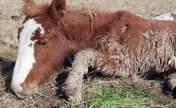 Impulsan un registro nacional de maltratadores de animales