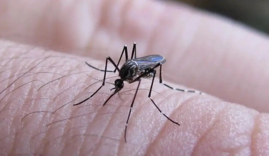 Médicos bonaerenses alertan por el dengue y piden un plan nacional para prevenir una epidemia