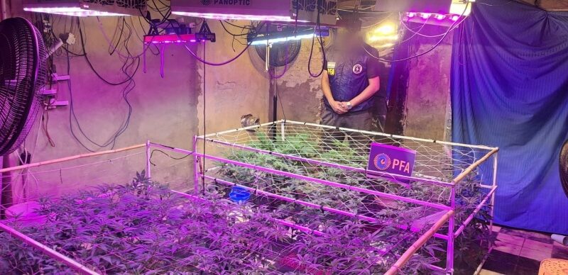 Desbarataron un invernadero de marihuana en Quilmes Oeste