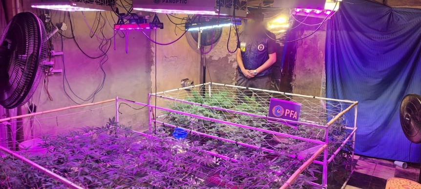 Desbarataron un invernadero de marihuana en Quilmes Oeste