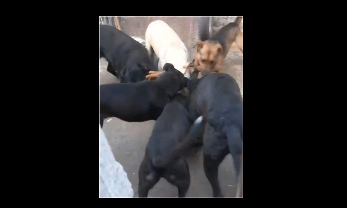 Florencio Varela: rescataron 14 perros tras una denuncia por maltrato animal