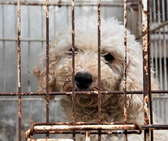 El Tribunal Superior de la Ciudad revocó una sentencia que había absuelto a un imputado por actos de crueldad animal